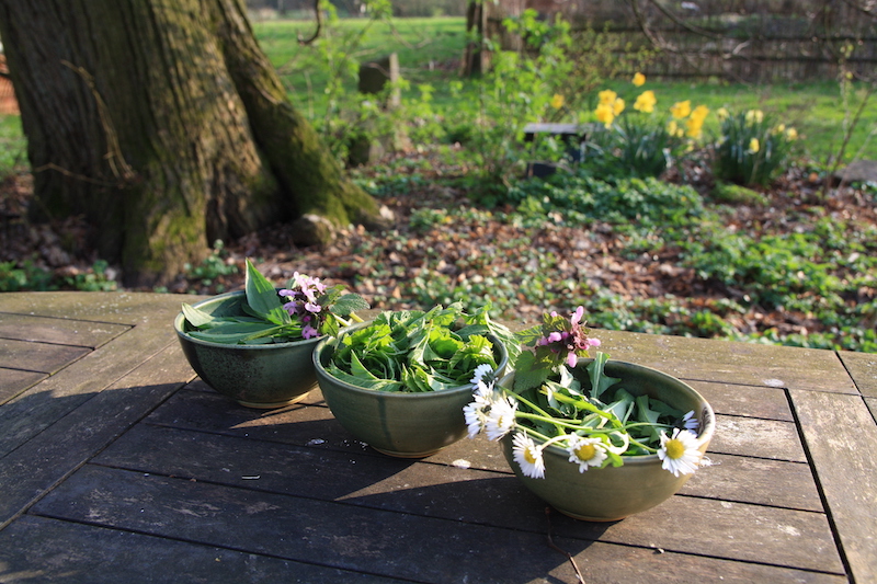 Schalen mit Kräutern und Gänseblümchen auf Holztisch vor einem Baumstamm